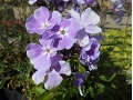 Phlox paniculata 