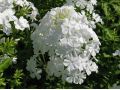 Phlox paniculata 