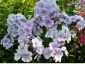 Phlox paniculata 