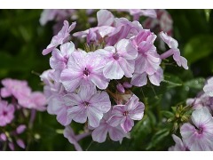 Phlox paniculata 