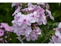Phlox paniculata 