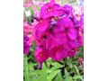 Phlox paniculata 