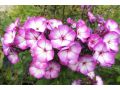 Phlox paniculata 