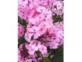 Phlox paniculata 