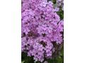 Phlox paniculata 