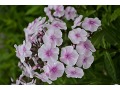 Phlox paniculata 