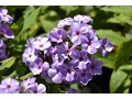 Phlox paniculata 
