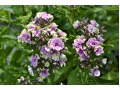 Phlox paniculata 