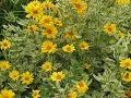 Heliopsis helianthoides 
