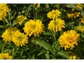 Heliopsis helianthoides 