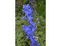 Delphinium belladonna 