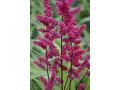 Astilbe x arendsii 