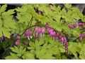 Dicentra spectabilis 