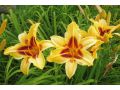 Hemerocallis 