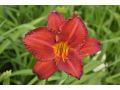 Hemerocallis 