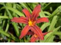 Hemerocallis 