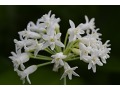Tulbaghia fragrans 