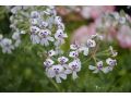 Pelargonium x blandfordianum - pelargonie, muškát vonný