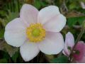 Anemone tomentosa 