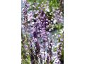 Thalictrum delavayi 