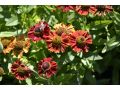 Helenium 
