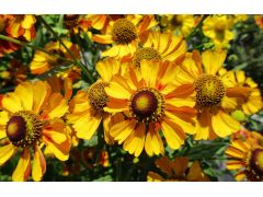 Helenium 
