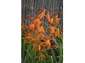 Crocosmia 