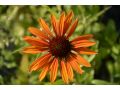 Echinacea 