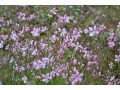 Gaura 