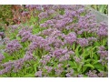 Eupatorium ( Eutrochium ) dubium  