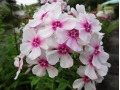 Phlox paniculata 