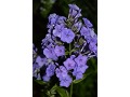 Phlox paniculata 