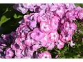 Phlox paniculata 