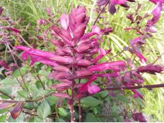 Salvia 