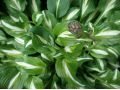 Hosta Undulata Univittata - hosta, bohyška, funkie