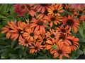Echinacea 