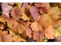 Heuchera 