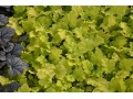 Heuchera 