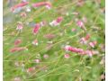 Sanguisorba tenuifolia 