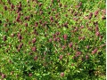 Sanguisorba tenuifolia 