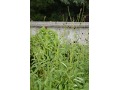Sanguisorba menziesii - krvavec