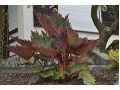 Rheum palmatum 