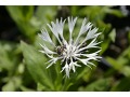 Centaurea montana 