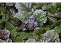 Ajuga reptans 