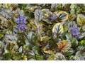 Ajuga reptans 