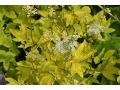 Filipendula ulmaria 