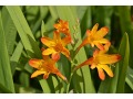 Crocosmia 