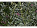 Sanguisorba officinalis 