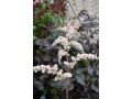 Astilbe 