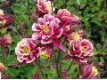 Aquilegia vulgaris  